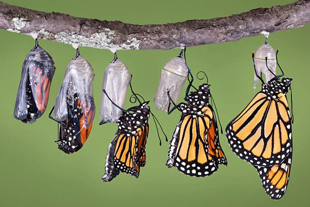 butterfly