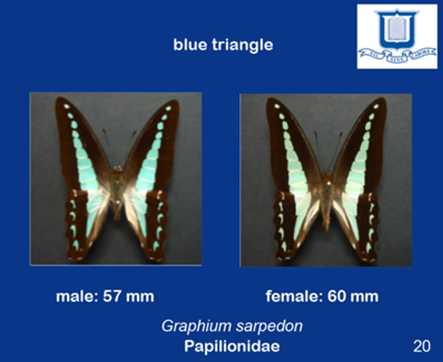 an-example-of-a-butterfly-card