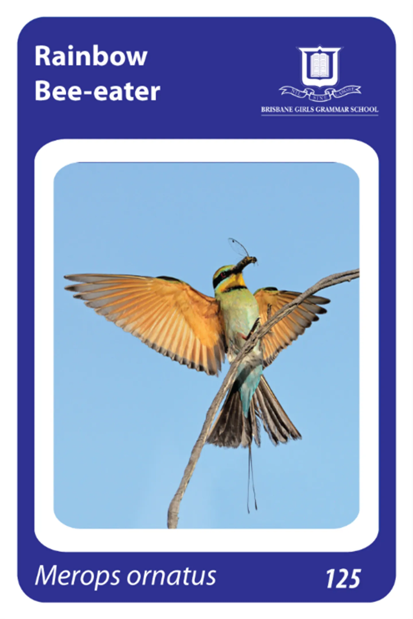 an-example-of-one-bird-card