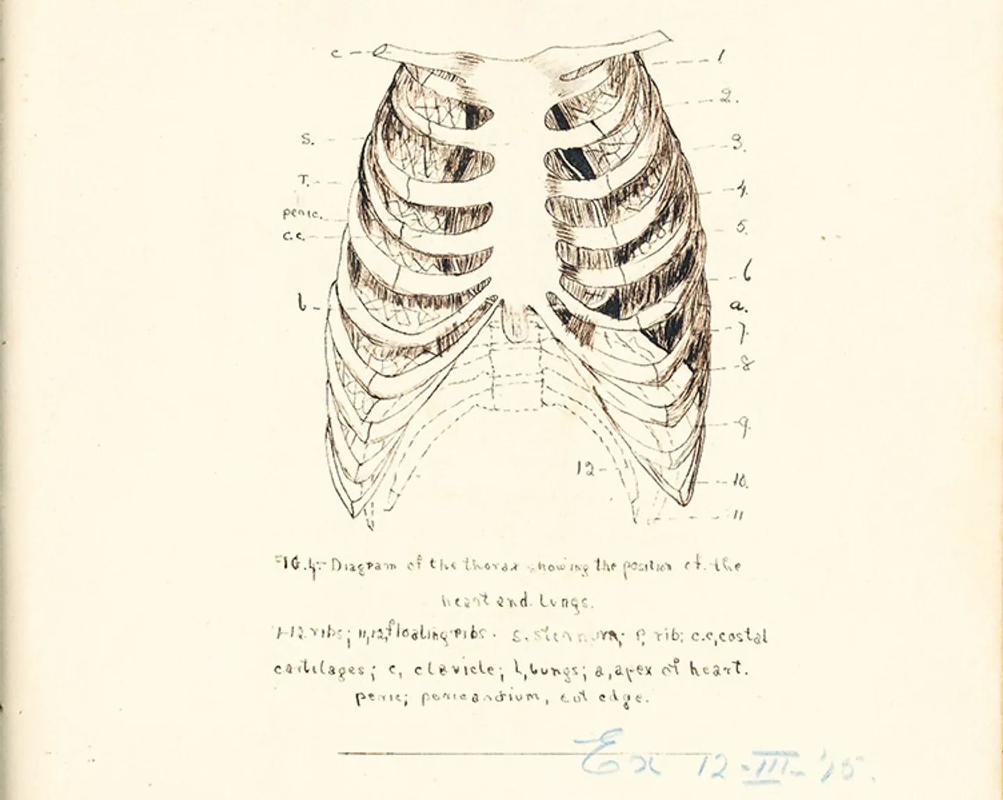 beatrice-monteath's-12-march-1915-drawing-752