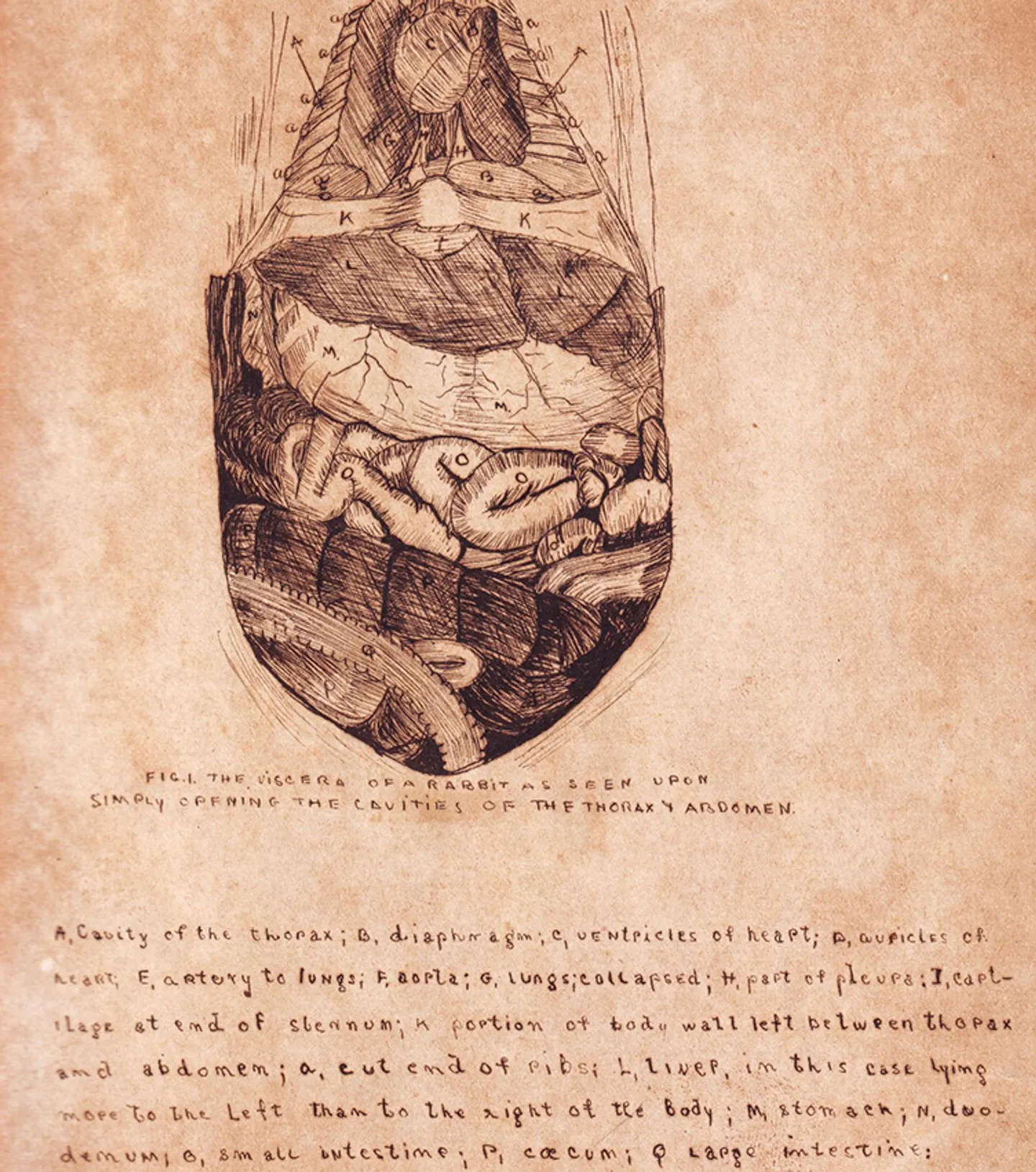 beatrice-monteath's-detailed-1915-work-752