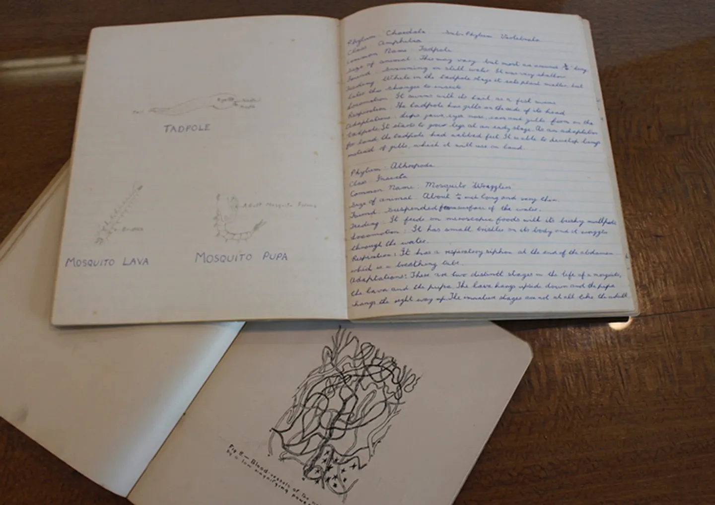 beatrice-monteath's-frog-foot-drawing-with-christine-jones's-tadpole-drawing-752