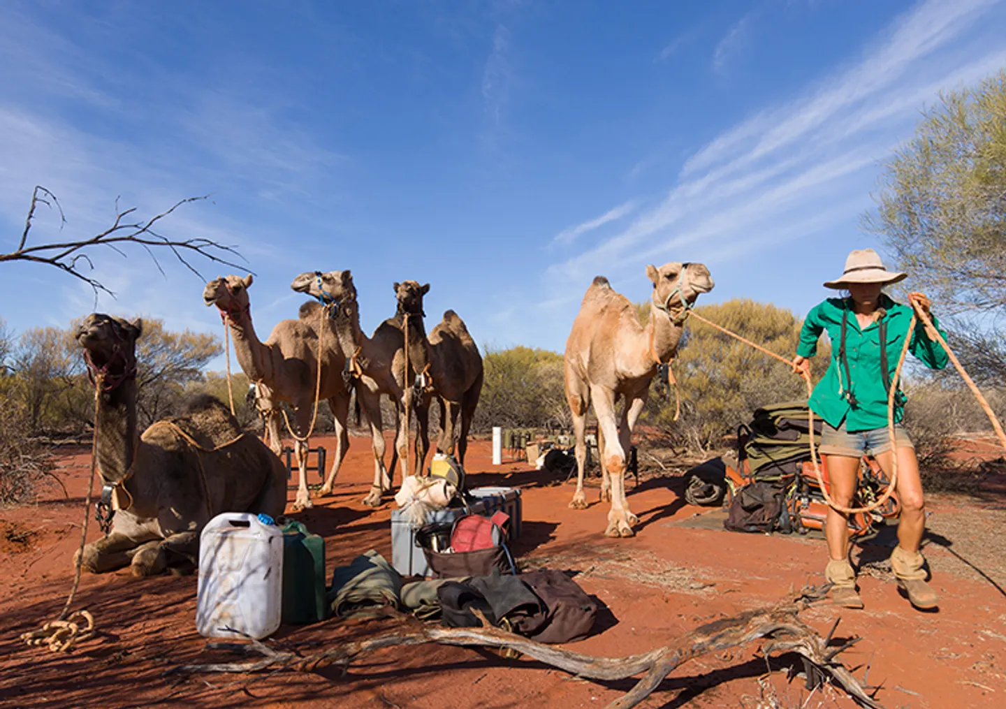 photo-7-4-20-8-33-03-am-camels-752x530-1