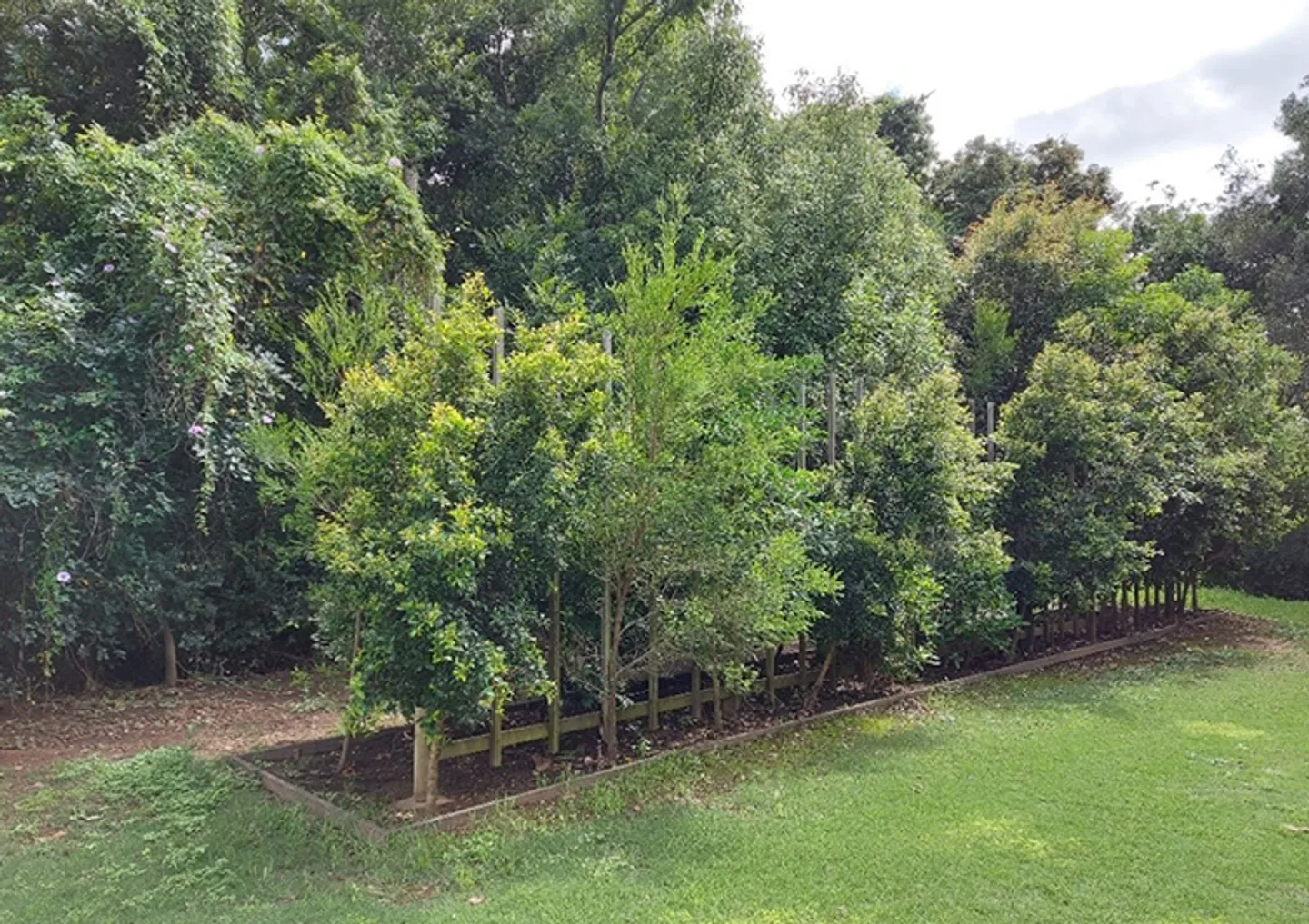 plants~2
